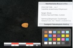 Foto (Objekt + Etikett) von Carpolithes amaranthaceus Ettingshausen (NHMW-GEO-2024-0188-10386)